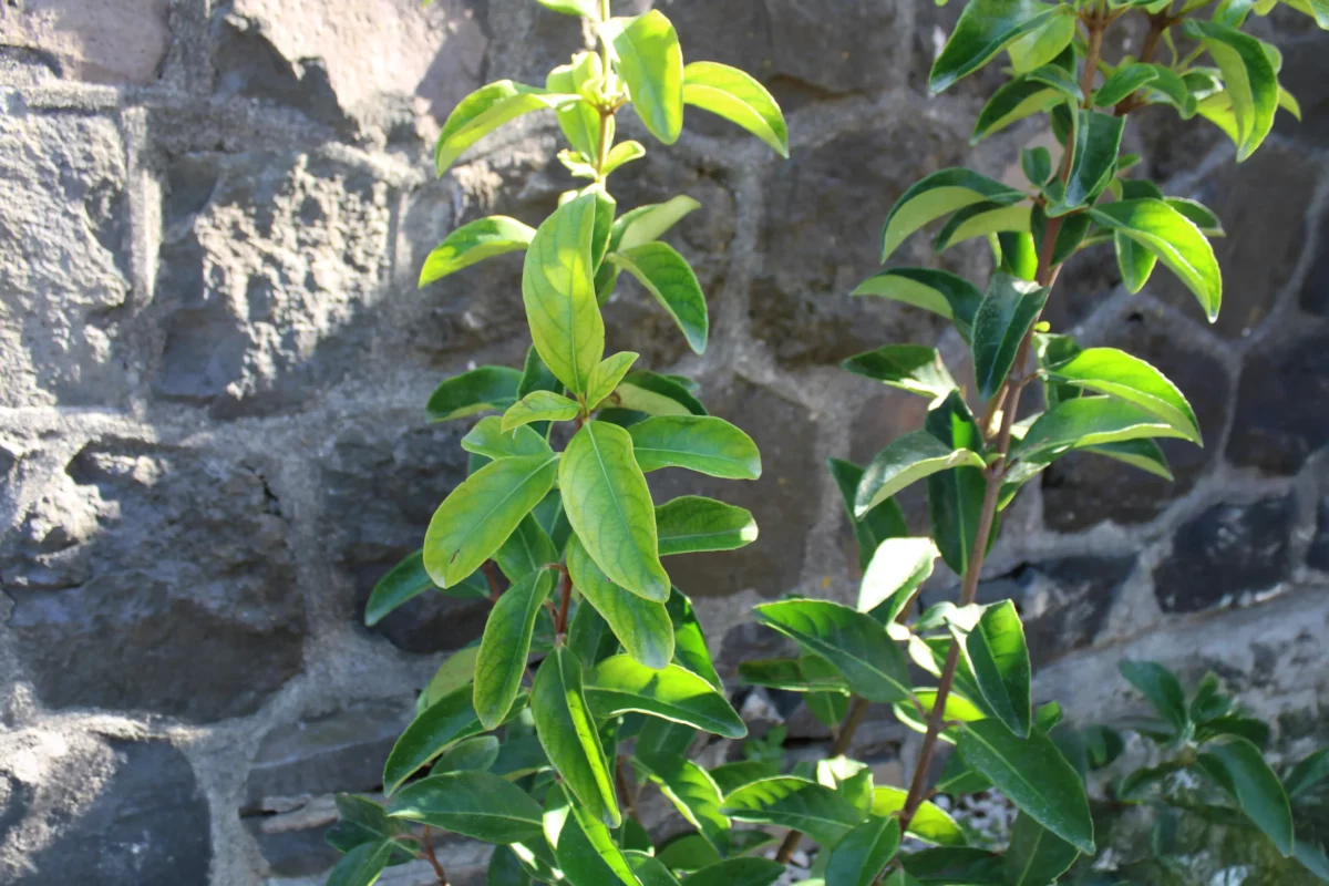 Viburnum Lucidum