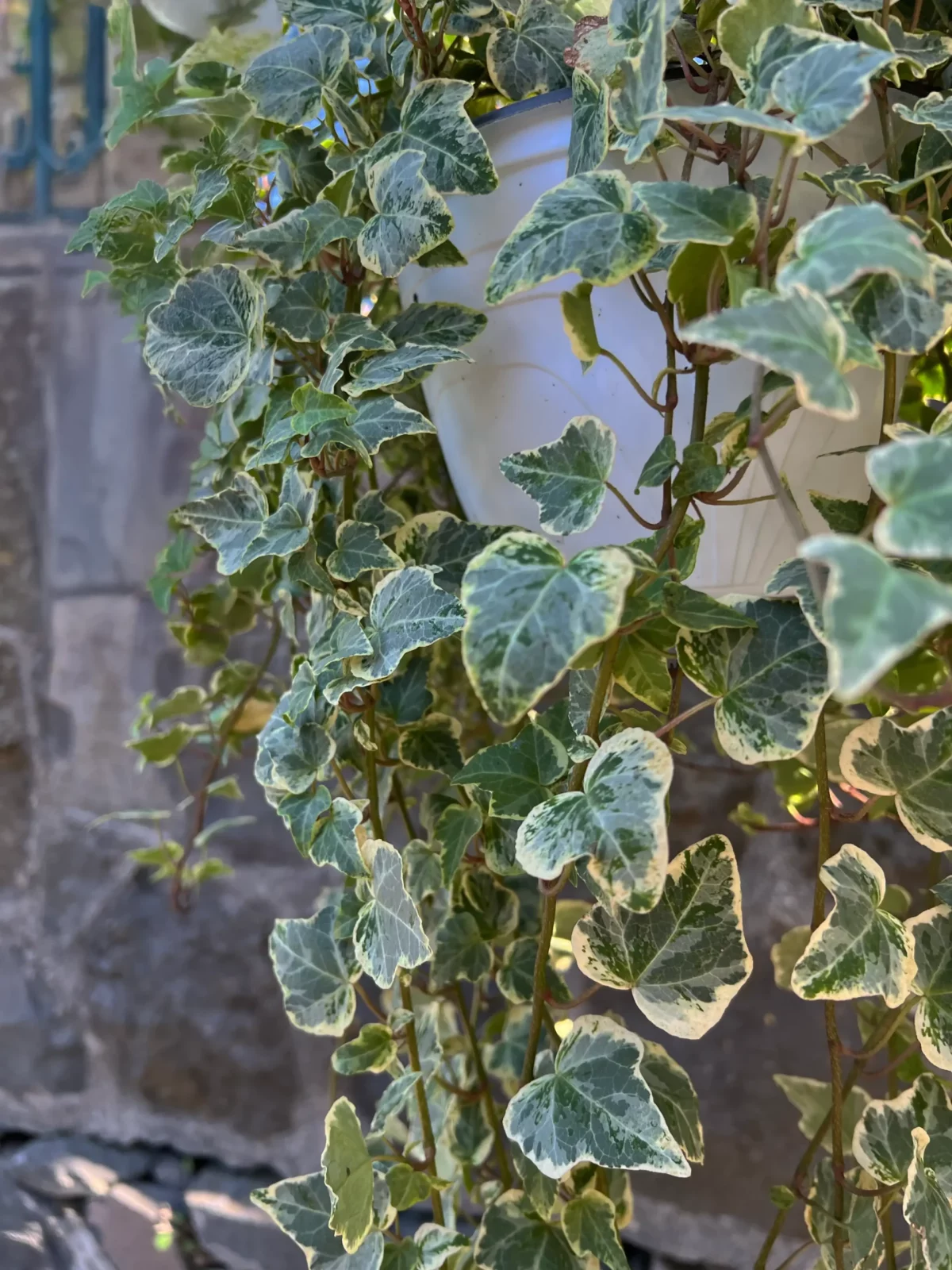 Edera Variegata Pendente