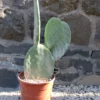 Opuntia-titania-(senza-spine)