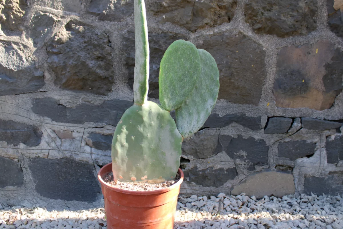 Opuntia-titania-(senza-spine)