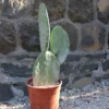 Opuntia-titania-(senza-spine)