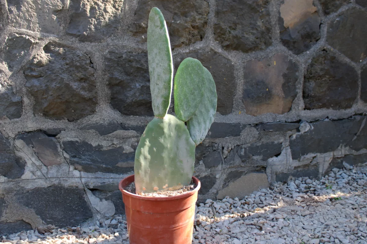 Opuntia-titania-(senza-spine)