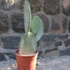 Opuntia-titania-(senza-spine)