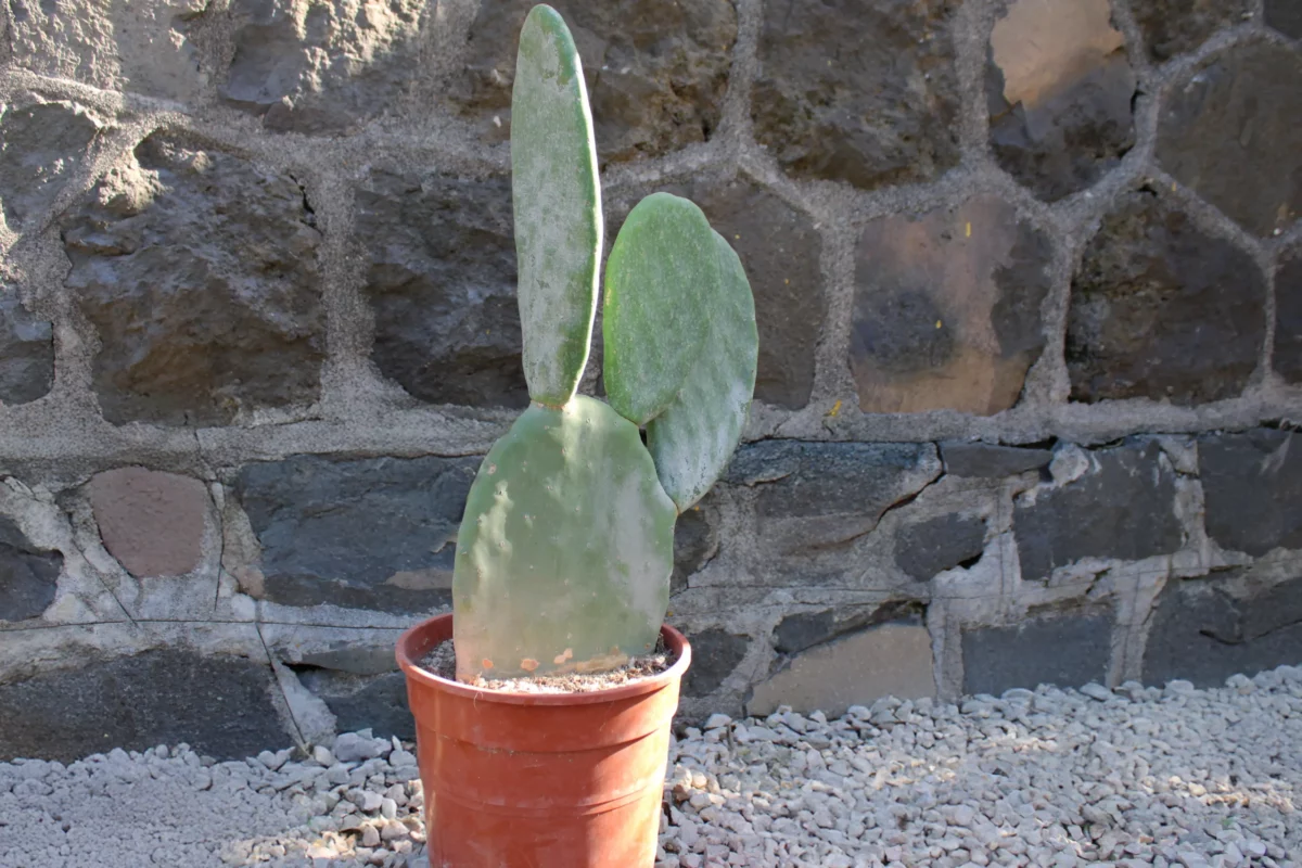 Opuntia-titania-(senza-spine)