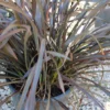 Phormium Rubrum