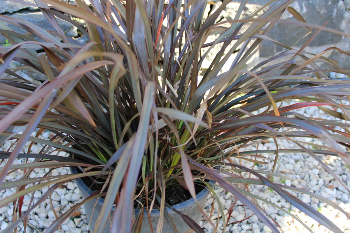 Phormium Rubrum