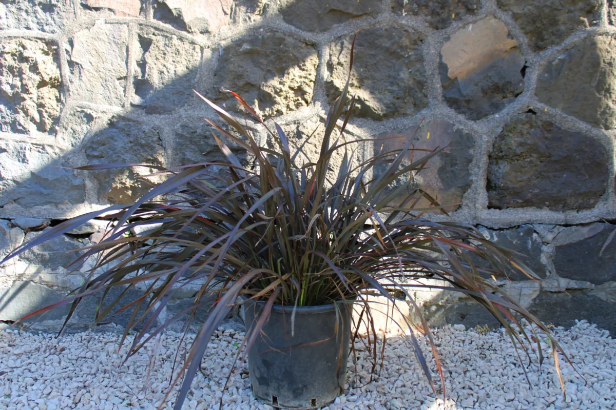 Phormium Rubrum