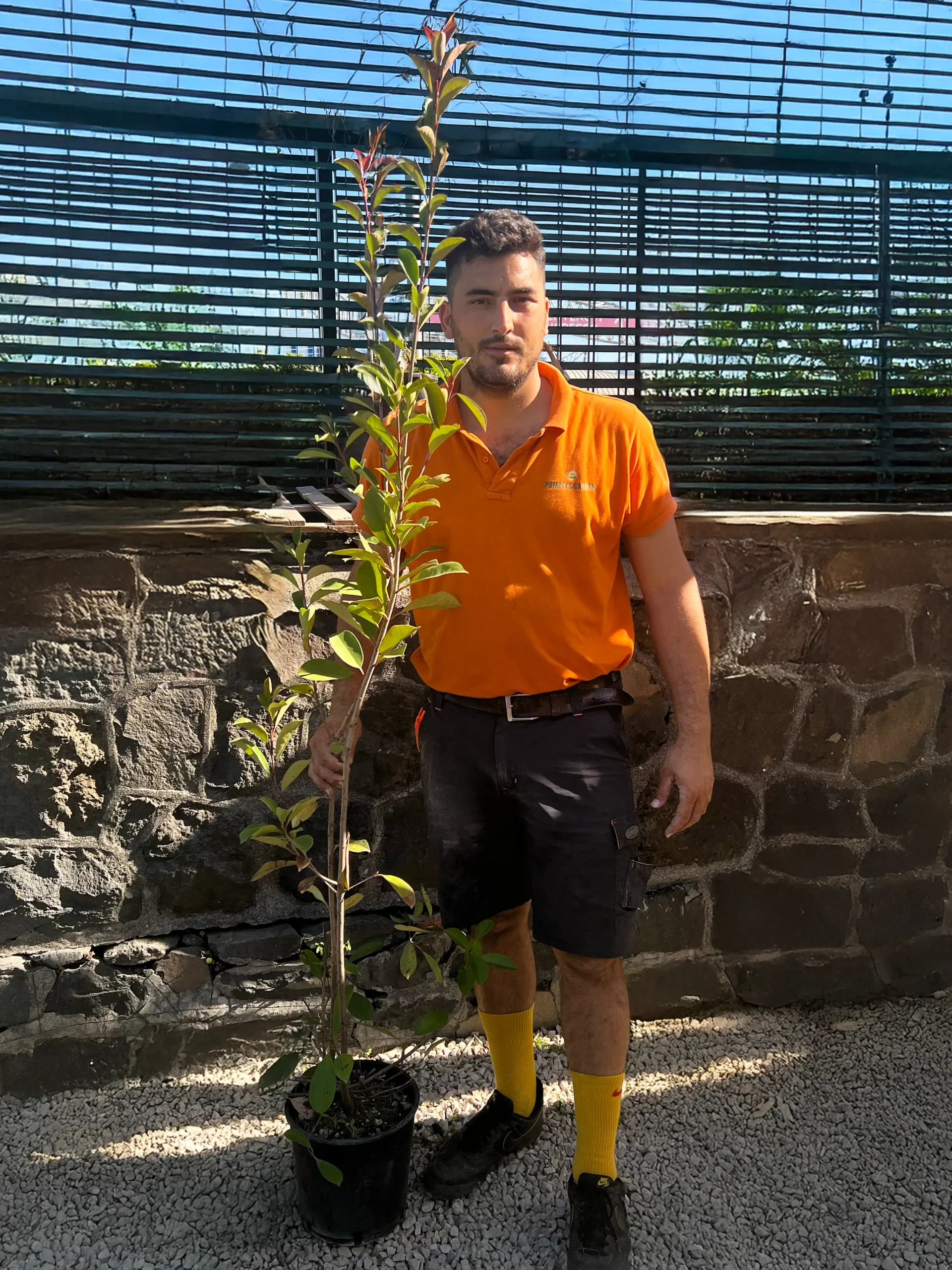 Mario con la Photinia