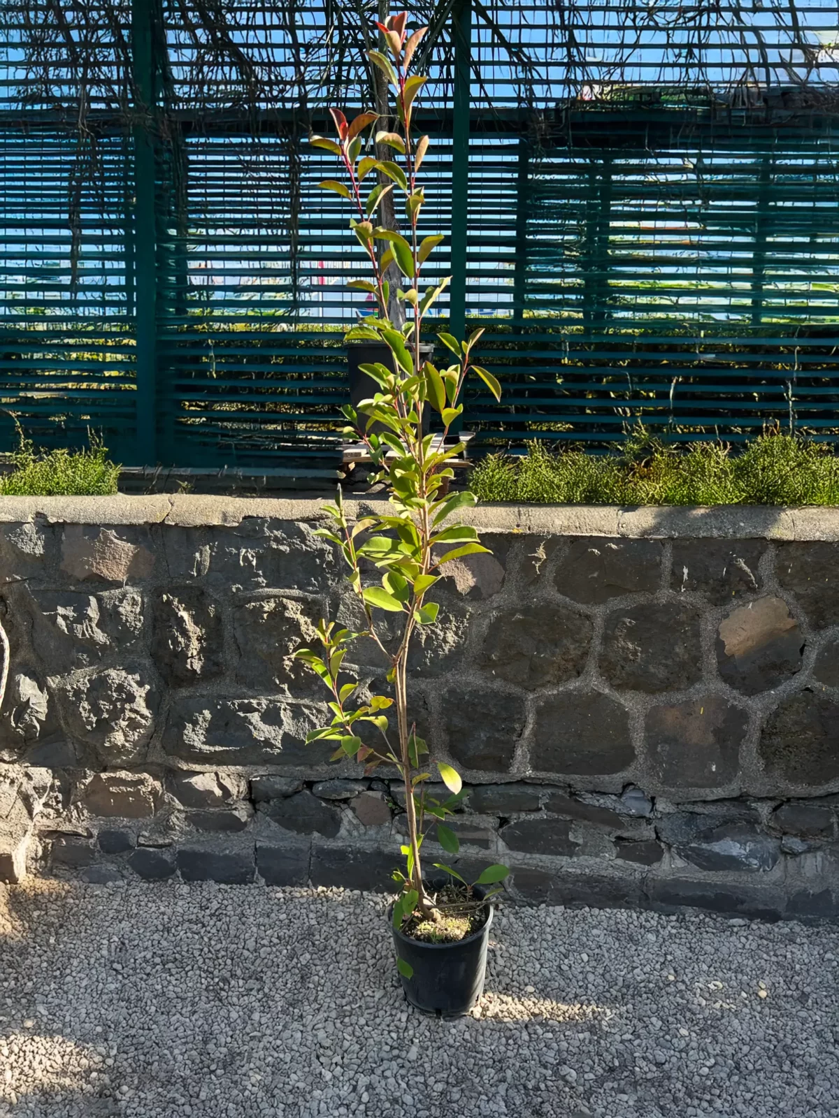 Photinia