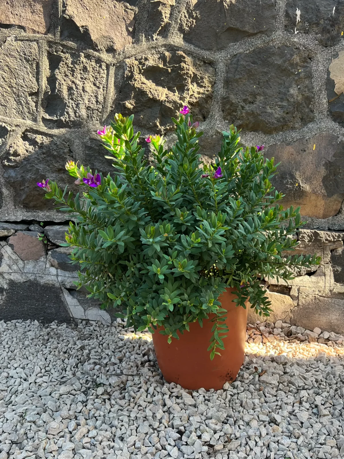 Polygala Myrtifolia