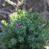 Polygala Myrtifolia