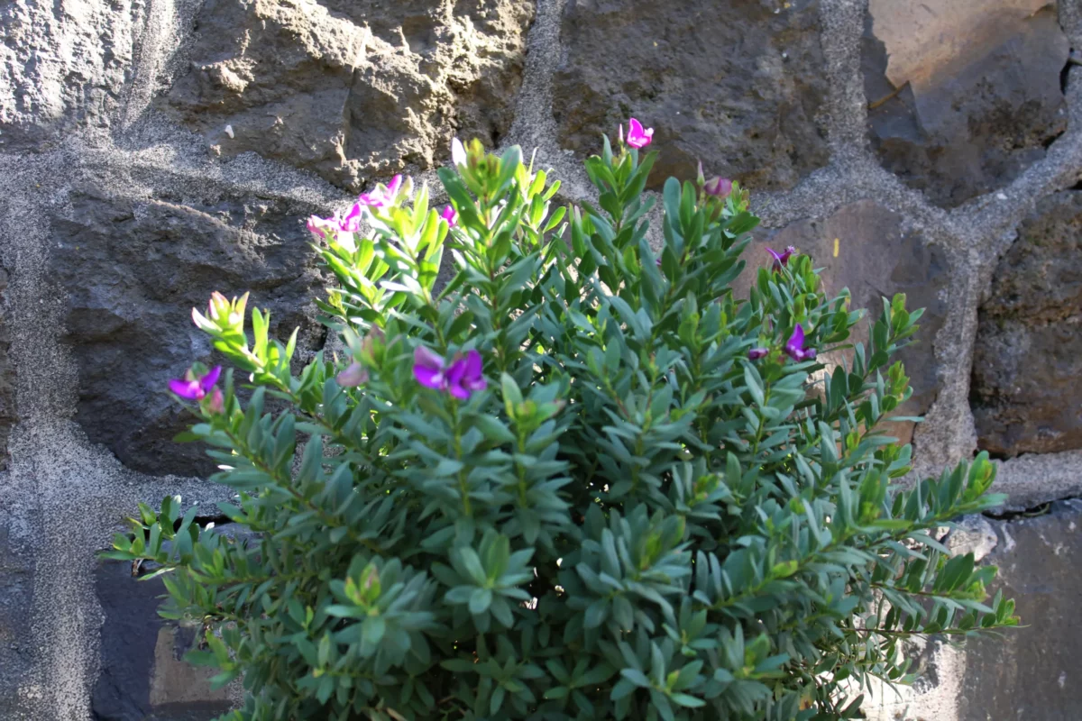 Polygala Myrtifolia