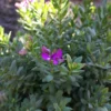 Polygala Myrtifolia