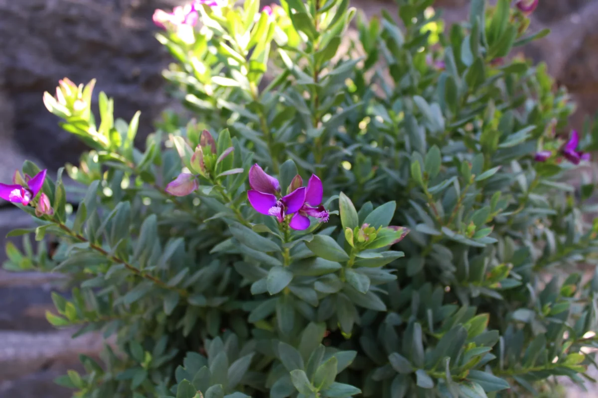 Polygala Myrtifolia