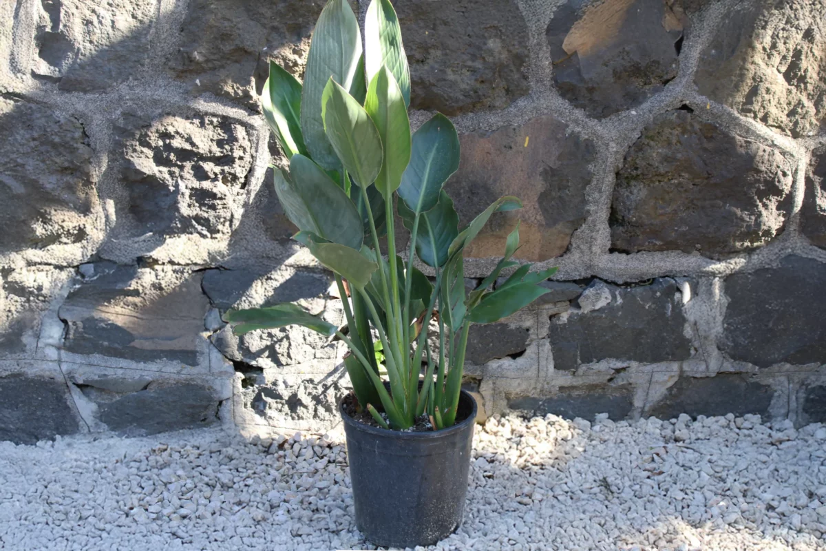 strelitzia augusta