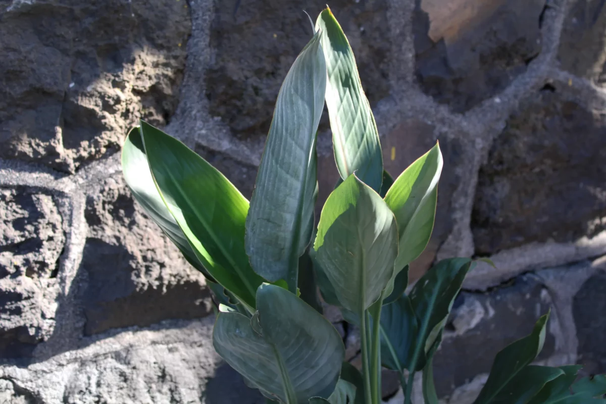 strelitzia augusta