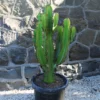 euphorbia_ingens