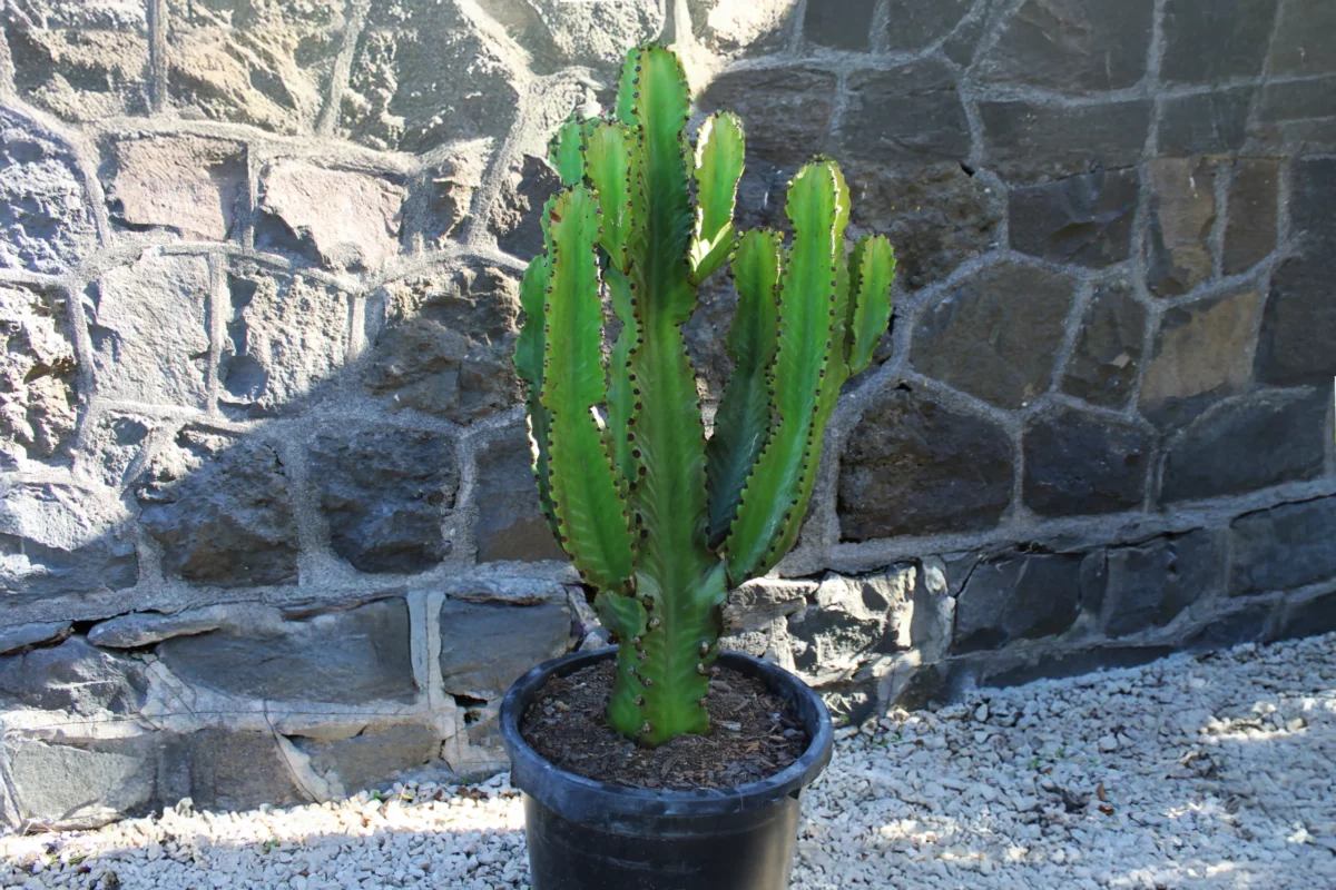 euphorbia_ingens