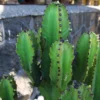 euphorbia_ingens