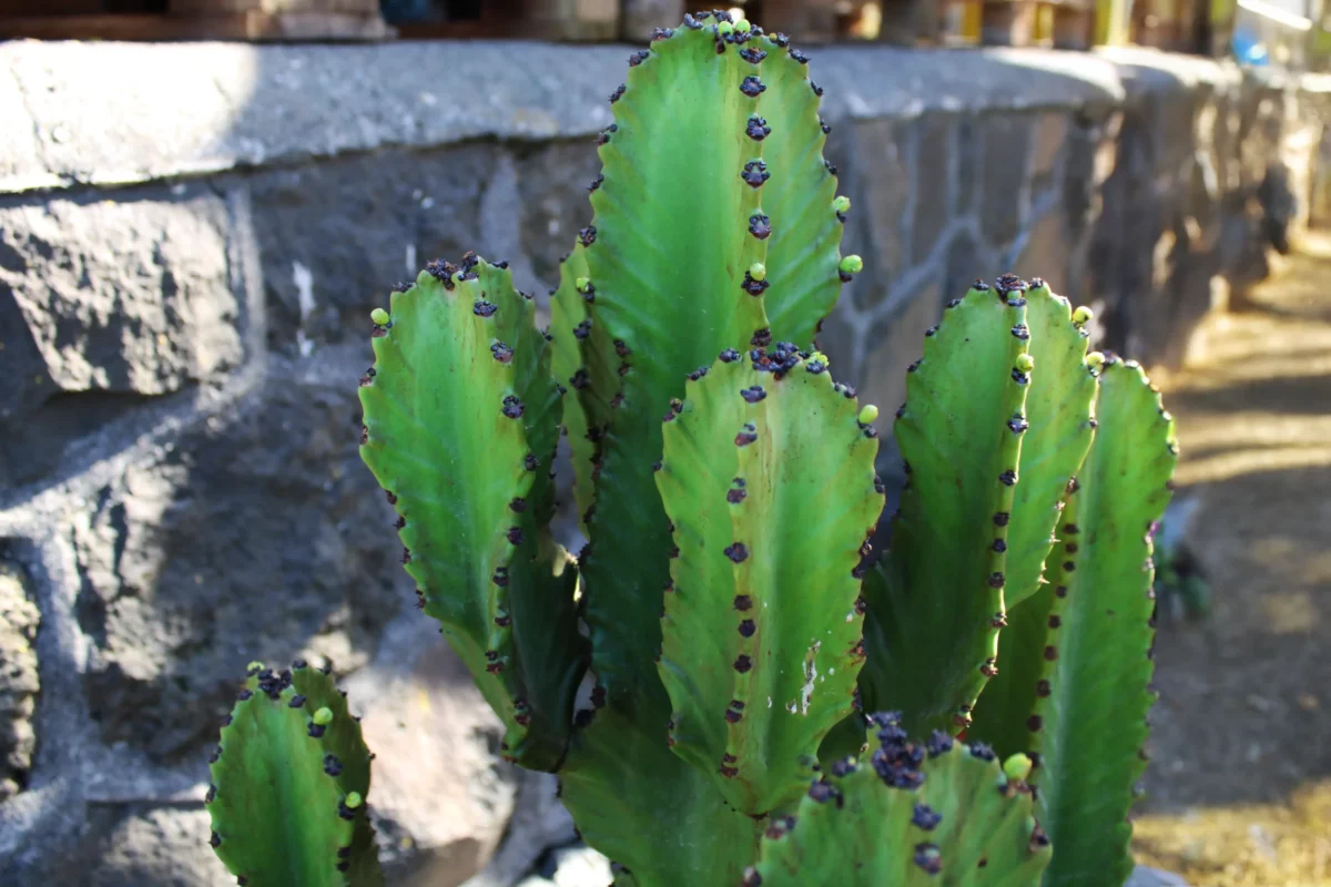 euphorbia_ingens